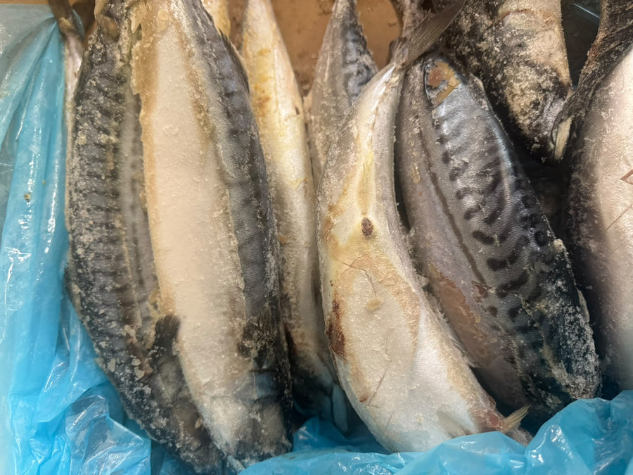 Frozen Titus Fish Atlantic Mackerel